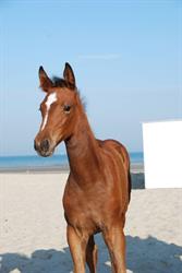 Equibeach
