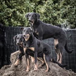 Huiselijke hondenopvang Magnus Canis Niger