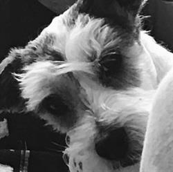 Wat Dog's