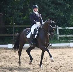 Dressuurstal Pamela Verbeeck bv