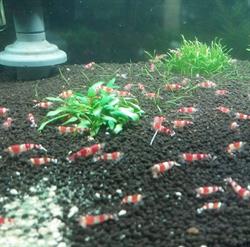 Aquatropic