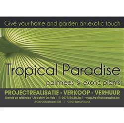 Tropical Paradise
