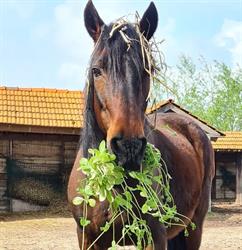 Kheiron