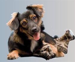 Gezhond en Zo