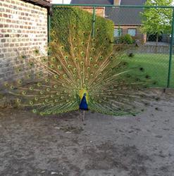 Beestenboel