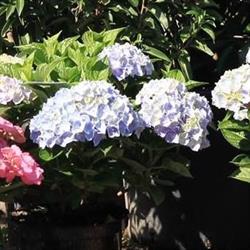 Le Jardin des Oliviers Sprl