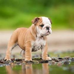 Paalse Dreamdogs