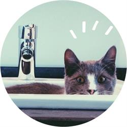 Pavlove Kattenpension