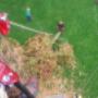 Boomverzorging b-Tree - Vellen van een afgestorven conifeer