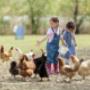 Pluimvee voeders De Brabandere Wingene