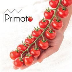 Primato