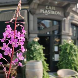 Café Plastron