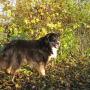 Chien_Dog's life