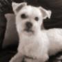 Chien_Dog's life