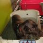 Chien_Dog's life