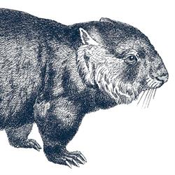Wombat Vof
