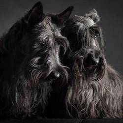 Trimsalon & hondenboetiek Scottie