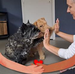 Trimsalon HI-5