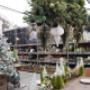 Intratuin Maldegem Kerstafdeling