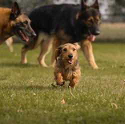 De Hoekse Sprong / Hondentraining DHS
