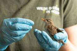 Wilde dieren in nood - VOC Brasschaat/Kapellen