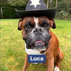 hindra’s hoeve boxerkennel en pension