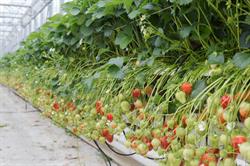Aardbeien Depestel