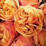 rose de il était une fleur de Ohey