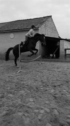 Poney-club du Marais