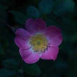 Hondenpension Hof Rosa Canina - landelijke vakanties voor je hond