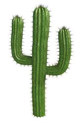 Cactus Waterloo