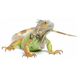 iGuana NV