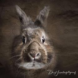 De Huisdierfotograaf