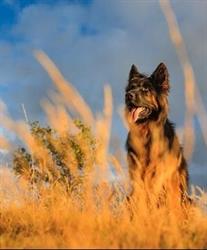 Forever Dogs