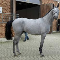 STAL JONCKHOEVE