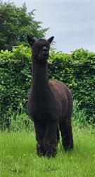Alpaca Tumulus
