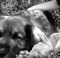 Paisse Elodie
