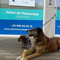Dierenarts Juliet de Pesseroey