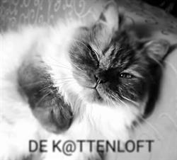 De Kattenloft