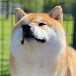 Shiba American Triumph Kennel