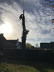 Dries De Bock Boomverzorging en Tuinwerken