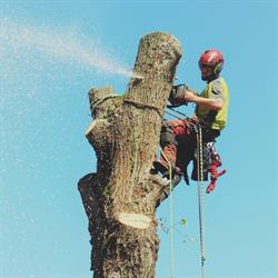 TREE ART boomverzorging, boomhutten, houtcreaties en carvings