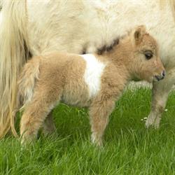 Shetland Ponies Stud Farm 'De Molenstede'