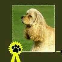 Hondentrimsalon snuffeltje
