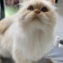 poes