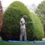 Jardinier Soignies Saye Thomas