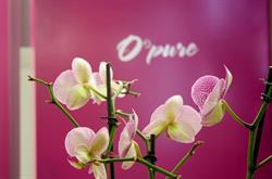 O'pure Hees Bilzen