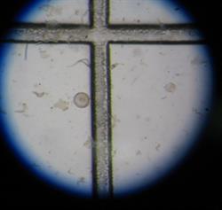 Keros Equine Embryo Transfer Center