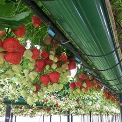 Aardbeien Meul