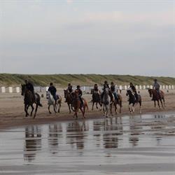 Manege Paddock